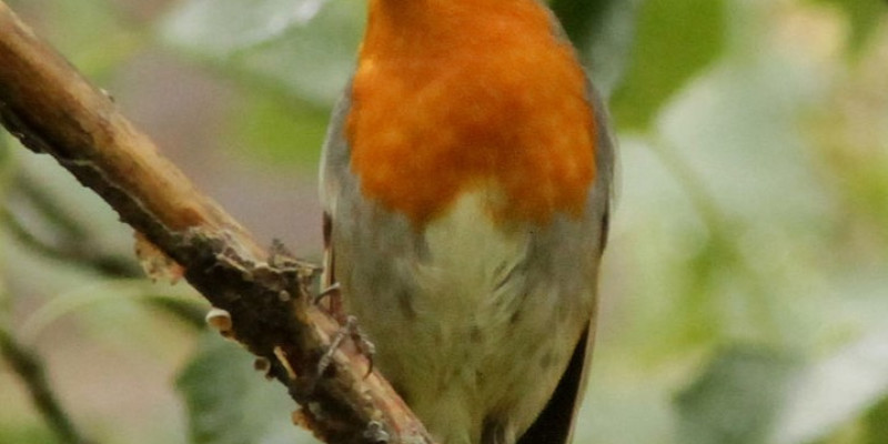 Erithacus rubecula