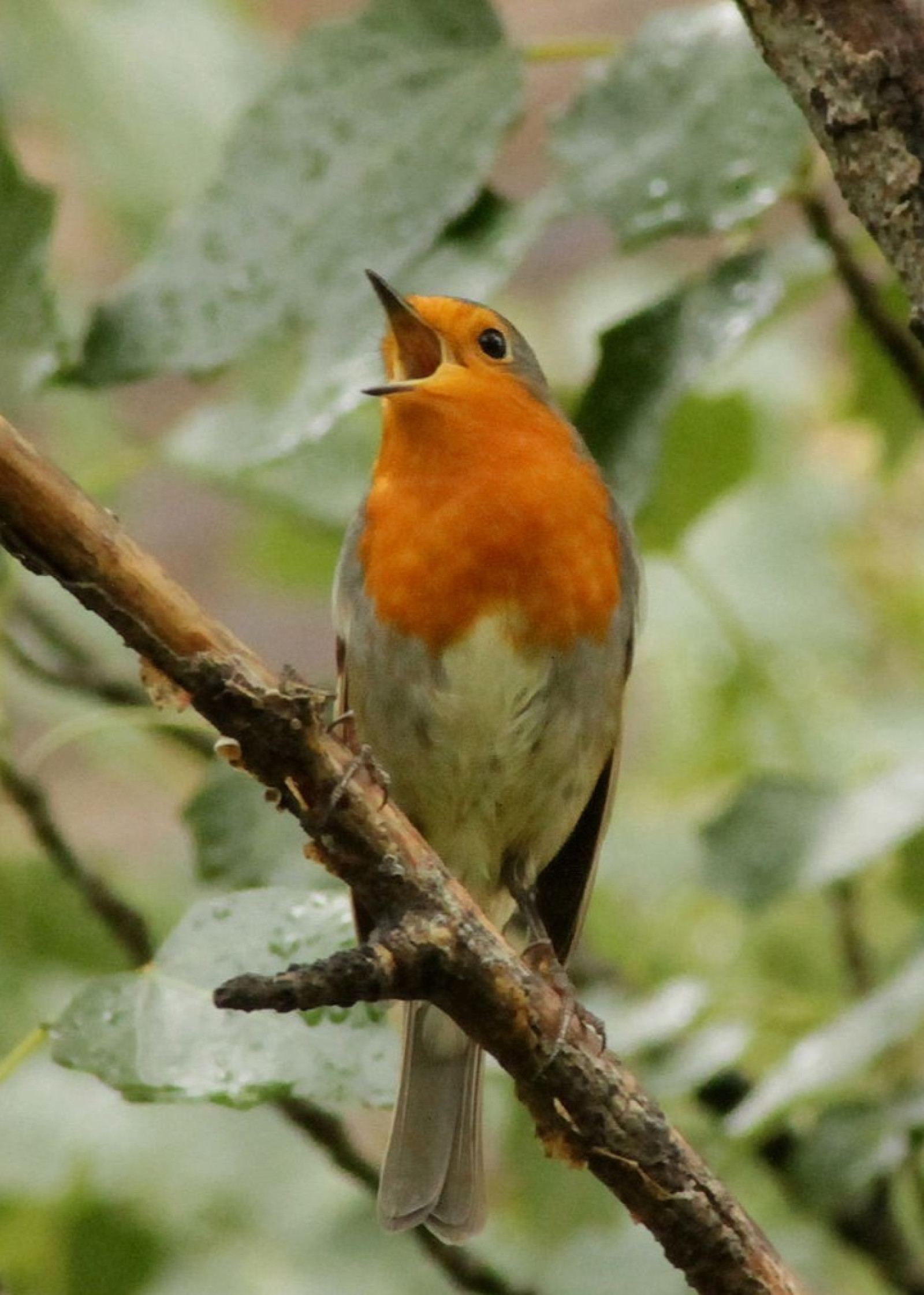 Erithacus rubecula