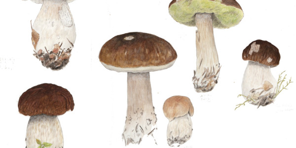 Fichtensteinpilz Boletus edulis