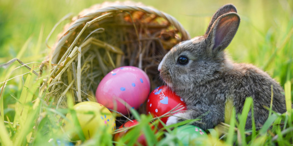 Osterhase Canva zur freien Nutzung