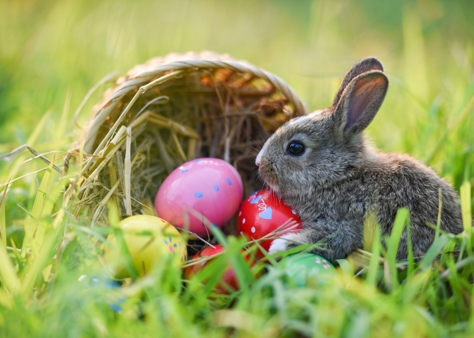 Osterhase Canva zur freien Nutzung