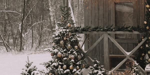 Wald und Gartenweihnacht freie Verwendung pexels Vika Kirillova Kopie