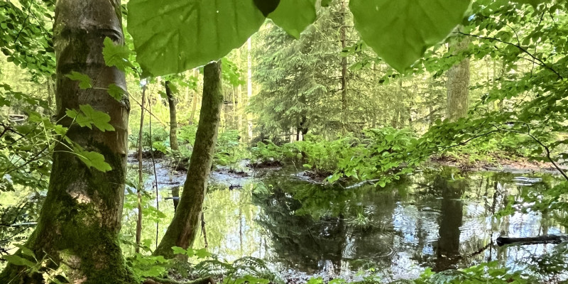 Wasser im Wald Ausschnitt